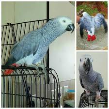 Birds Of South Africa Gauteng Lost African Grey Parrot Bird Brakpan East Rand Gauteng Gp South Africa L29718 African Grey African Grey Parrot Parrot