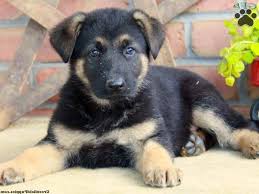 Beautiful german shepherd mixed with australian shepherd.great with kids, pets, elderly, everyone! German Shepherd Puppies For Sale In Lancaster Pa Petsidi