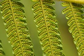 Image result for Cheilanthes quadripinnata