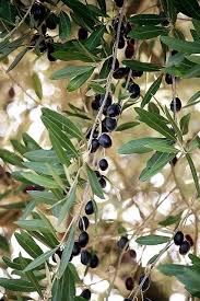 048 Olive Tree Olive Gardens Tree