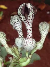 Image result for Ceropegia conrathii