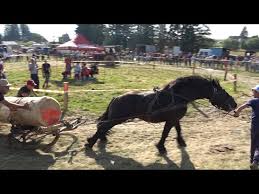 Concurs cu cai de tractiune maguri racatau 2016. Video Cai De Tractiune