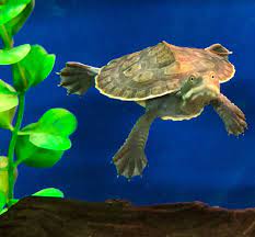 Keeping A Pet Turtle: A Complete Guide To Raising Turtles In Australia