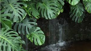 モンステラの葉の切れ込みや穴はどうやってできるの 観葉植物の基礎知識 Apego
