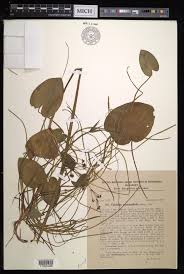 Image result for Caldesia parnassifolia