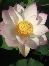 Maybe you would like to learn more about one of these? The Royal Botanic Garden Sydney January S Plant Of The Month Is Nelumbo Nucifera Pale Face Lotus Or Sacred Lotus Sacred Lotus Is The National Flower Of India And Vietnam And An