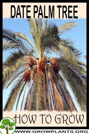 Check spelling or type a new query. Date Palm Tree How To Grow Care