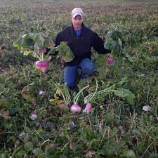 Sweet Feast Brassica Blend Northwoods Whitetails Inc
