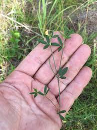 Image result for Stylosanthes fruticosa