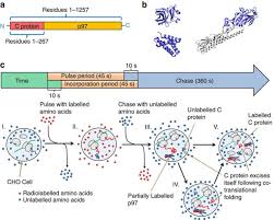 A Pulse Chase Experiment Mastering Biology Quiz