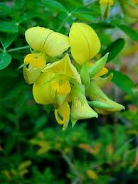 Image result for Rotala capensis