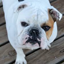 Interested in adopting from rescue ohio english bulldogs ~roxy~english bulldog available for adoption in ohio Indiana Bulldog Rescue Adopt