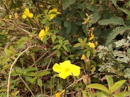 Image result for Reinwardtia indica