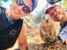 How much does a quokka weigh? Meet The Quokka