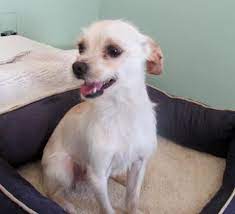 With long hair and short. Toxirn Cairn Terrier Chihuahua Mix Info Puppies Pictures Chihuahua Terrier Mix Chihuahua Terrier Terrier Mix Dogs