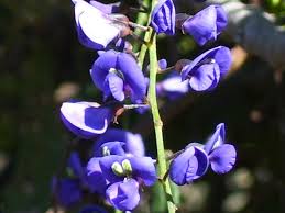 Image result for Hardenbergia comptoniana