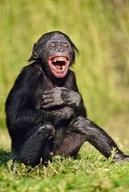 Funny picture of a cow on a pasture. Ilona Mariaz On Twitter Monkeys Funny Smiling Animals Funny Monkey Pictures