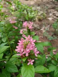 Image result for Ruspolia seticalyx