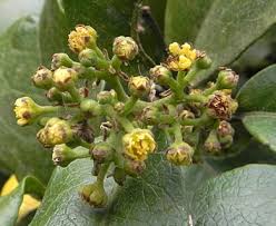 Image result for Beilschmiedia michelsonii