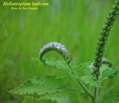 Image result for Heliotropium indicum