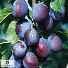 Image result for prunus domestica renkloda althana