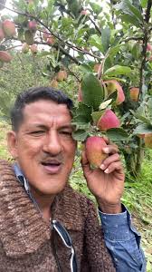 La dulzura de la manzana colombiana