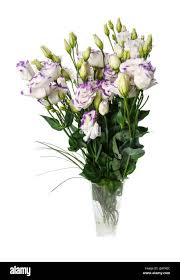 Image result for eustoma lisianthus in vase