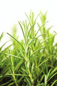 Image result for Rosmarinus officinalis