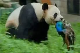 Pandas spend most of their time eating bamboo, but they're horrible at digesting it because they don't have the right kind of gut bacteria. What Do Giant Pandas Eat Quora