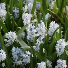 Image result for Hypoxis angustifolia