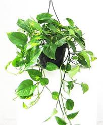 In effetti le piante grasse pendenti non sono poi molto differenti rispetto alle piante grasse e succulente in senso lato ma potremmo quasi dire che le. Piante Pendenti Da Appartamento