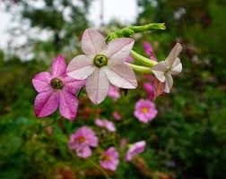 Night Blooming Flowers To Make Your Garden Look Amazing Night Blooming Flowers Blooming Flowers Bloom