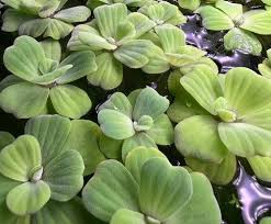 Image result for Pistia