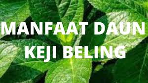 Daun pecah beling dapat digunakan sebagai obat gatal, diare, batu ginjal, penurun kolesterol, dan. Manfaat Daun Keji Beling Youtube