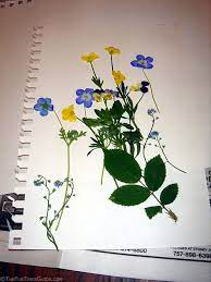 We did not find results for: How To Make Book Pressed Flowers The Art And Crafts Guide Pressed Flowers Dried And Pressed Flowers Memory Scrapbook