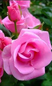 These garden roses mostly grow with blush to true pink centers and white edges. Selected Best Photos Flowers Beautiful Pink Roses Beautiful Flowers Beautiful Roses
