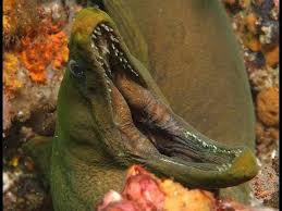 Moray Eel Moray Eel Scary Fish Beautiful Sea Creatures
