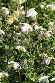 Image result for Clematis brachiata