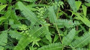 Image result for Dicranopteris elegantula