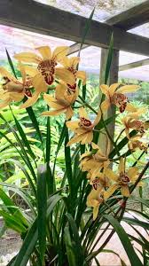 Oleh itu, pokok orkid jenis tersebut perlu naungan untuk menggalakkan pengeluar orkid jenis aranda, aranthera, arachnis, mokara, renanthera dan vanda akan hanya terangsang mengeluarkan. Cymbidium Jenis Boleh Bunga Kat Tanah Kebun Orkid Jelita Facebook