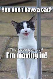 Catsmemes Funny Animal Pictures Cat Memes Cats Funnycatsjust Like Cat Funniest Animals Cat Fun Cat Funny Cat Photos Funny Cat Pictures Funny Cat Memes