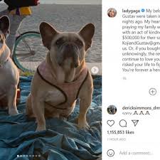 The dogs were turned into a los angeles police department's three men were arrested for allegedly committing the act itself of stealing gaga's dogs and shooting her dog walker: Lady Gaga Breaks Silence On Violent Dog Theft My Heart Is Sick People Roanoke Com