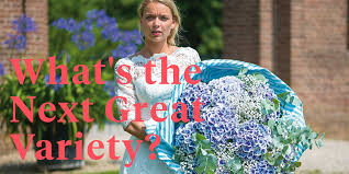 Check spelling or type a new query. Discover These 2021 Hydrangea Newcomers Article On Thursd