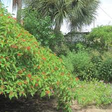 Image result for Hamelia patens