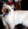 Balinese Kittens for Sale - Adoptapet