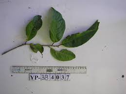 Image result for Pittosporum abyssinicum