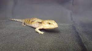 Opening at 9:00 am tomorrow. Tucsons Exotic Pet Shop Home Facebook