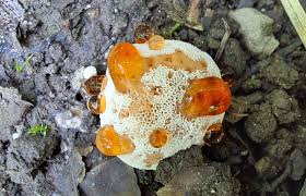 Image result for Heteromorpha sp. agg.