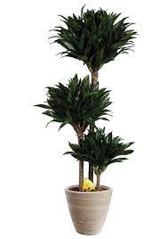 Jetzt drachenbaum kaufen im onlineshop von dehner sehr dekorative und robuste zimmerpflanze benötigt wenig pflege verbessert die raumluft hervorragend als solitärpflanze geeignet in. Bcm Zimmerpflanze Drachenbaum Compacta Standort Sonne Halbschatten Online Kaufen Otto