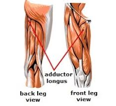 Learn about leg muscle names with free interactive flashcards. Meet Some Muscles Science Learning Hub